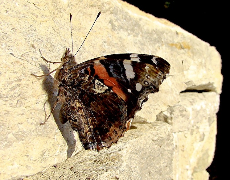 red admiral